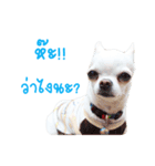 Chihuahua doggy V.1（個別スタンプ：10）