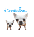 Chihuahua doggy V.1（個別スタンプ：11）
