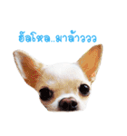 Chihuahua doggy V.1（個別スタンプ：12）