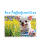 Chihuahua doggy V.1（個別スタンプ：14）