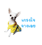 Chihuahua doggy V.1（個別スタンプ：15）