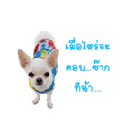 Chihuahua doggy V.1（個別スタンプ：22）