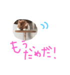 すーさんスタンプ（個別スタンプ：3）