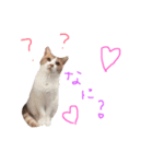 すーさんスタンプ（個別スタンプ：5）