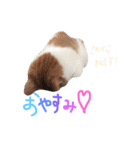 すーさんスタンプ（個別スタンプ：10）