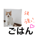 すーさんスタンプ（個別スタンプ：11）