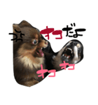 ポコツナ（個別スタンプ：9）