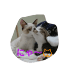catsworld（個別スタンプ：1）