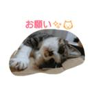 catsworld（個別スタンプ：2）