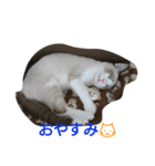 catsworld（個別スタンプ：3）