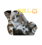 catsworld（個別スタンプ：4）