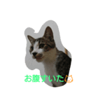 catsworld（個別スタンプ：5）