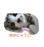 catsworld（個別スタンプ：6）