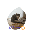 catsworld（個別スタンプ：7）