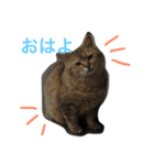 うちのみーさん（個別スタンプ：1）