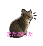 うちのみーさん（個別スタンプ：6）