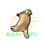 うちのみーさん（個別スタンプ：7）