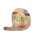 チワワのLuLu＆POLO 2（個別スタンプ：1）