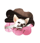 チワワのLuLu＆POLO 2（個別スタンプ：2）