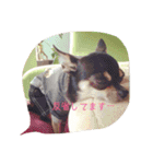 チワワのLuLu＆POLO 2（個別スタンプ：3）
