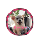 チワワのLuLu＆POLO 2（個別スタンプ：5）