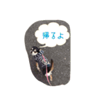 チワワのLuLu＆POLO 2（個別スタンプ：6）