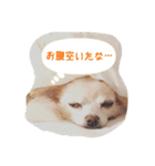チワワのLuLu＆POLO 2（個別スタンプ：8）