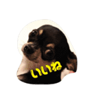 チワワのLuLu＆POLO 2（個別スタンプ：9）