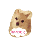 チワワのLuLu＆POLO 2（個別スタンプ：10）