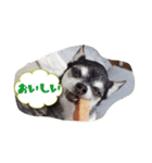チワワのLuLu＆POLO 2（個別スタンプ：12）