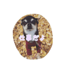 チワワのLuLu＆POLO 2（個別スタンプ：15）