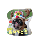チワワのLuLu＆POLO 2（個別スタンプ：16）