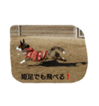 sarara2（個別スタンプ：4）