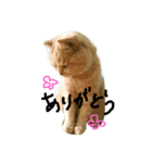 かわいい茶トラ猫のスタンプ（個別スタンプ：4）