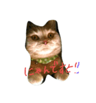 かわいい茶トラ猫のスタンプ（個別スタンプ：5）