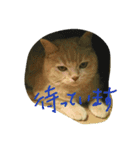 かわいい茶トラ猫のスタンプ（個別スタンプ：7）