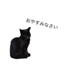 可愛い黒猫のしげみシリーズ1（個別スタンプ：2）