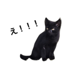 可愛い黒猫のしげみシリーズ1（個別スタンプ：3）