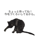 可愛い黒猫のしげみシリーズ1（個別スタンプ：5）