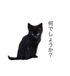 可愛い黒猫のしげみシリーズ1（個別スタンプ：6）
