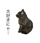 可愛い黒猫のしげみシリーズ1（個別スタンプ：7）