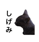 可愛い黒猫のしげみシリーズ1（個別スタンプ：8）