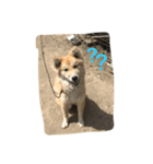 あばれ犬（個別スタンプ：1）
