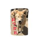 あばれ犬（個別スタンプ：2）