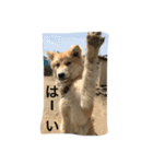 あばれ犬（個別スタンプ：3）