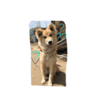 あばれ犬（個別スタンプ：4）