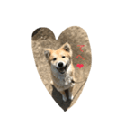 あばれ犬（個別スタンプ：5）
