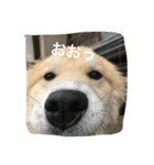 あばれ犬（個別スタンプ：6）