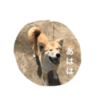 あばれ犬（個別スタンプ：8）
