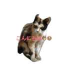 ゴンとキジと野良猫（個別スタンプ：5）